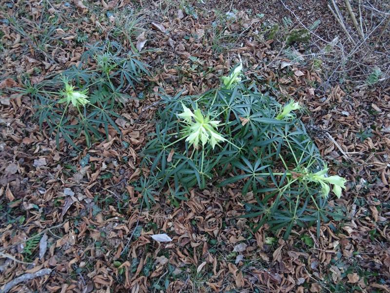 Helleborus foetidus - Ranunculaceae